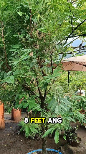 🌿 Sweet Tamarind (Tamarindus indica) 🌿 Experience the perfect blend of sweetness and tang with our Sweet Tamarind — a tropical favorite loved for its unique flavor and health benefits! 🍯 This variety produces plump, brown pods filled with soft, juicy pulp that’s naturally sweet and rich in vitamins and antioxidants. 🌞 Perfect for eating fresh, making refreshing drinks, or adding a tropical twist to your favorite dishes. Easy to grow and highly productive — a must-have for every tropical frui