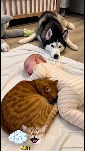 husky dog angrily smacks the cat 🤣 #shorts