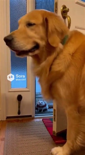 When Your Pet Invites a Stranger Inside