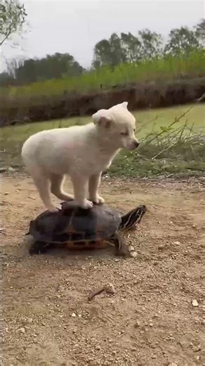 World Funny Animals Part 1