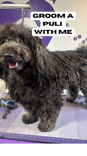 Groom a Puli with me ✨🐾 • • • • • • • #doggroomer #puli #hungarianpuli #pulidog #mopdog #dogs #doglover #dogsofinstagram #dogsofinsta | Happy Hearts Pet Care ATL