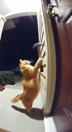 Cat Funny Video 6 #shorts #cat #funny #trending