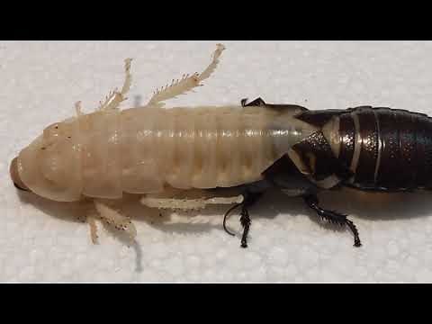 Hissing Roach molting time lapse, including beneficial mite transfer