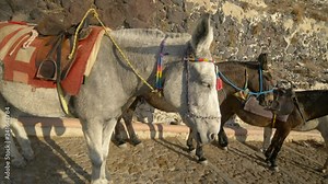 Donkeys in Santorini, Greece are used to bring tourists up the steep cliff to the town of Oia