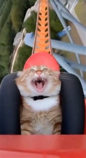 Cat’s exaggerated expression 😂 #FunnyCat #CatExpression #HilariousCats