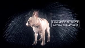 Almost every furry mammal shakes their body when wet, but how effective is this behaviour? From small mice to bears, furry animals shake at different frequencies based on their size to maximize the amount of water actually coming off their fur. Earth Unplugged put a few classic animals to the test to find out what frequency they shake at. http://bbc.in/1vgQd9G | BBC Earth