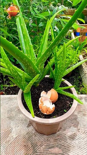 How to Use Eggshells as Natural Fertilizer for Plants
