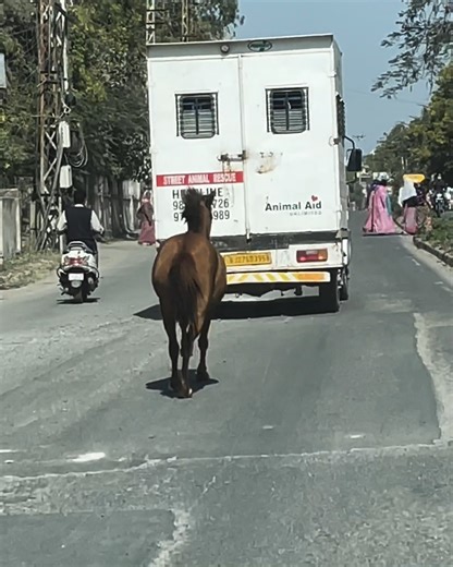 80K views · 1.6K reactions | Watch how fast these animals can go! | Animal Antics | Facebook