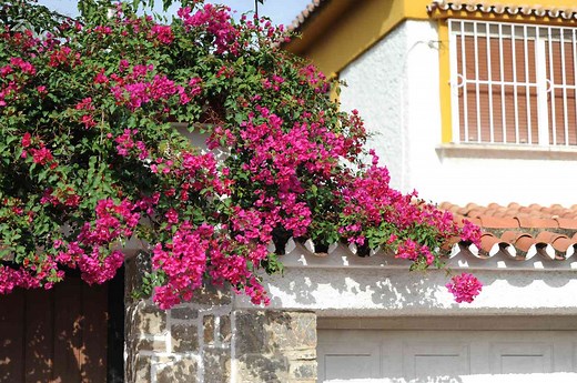 12 Best Perennial Vines to Grow in the Sun