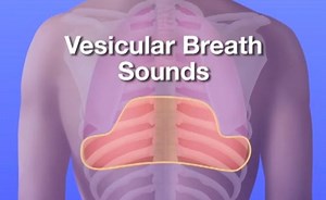 Auscultation of Breath Sounds: Characteristics of vesicular breath sounds