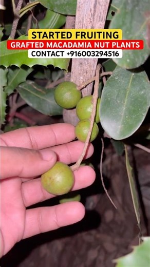 GRAFTED MACADAMIA NUT PLANTS FARMING | STARTED FRUITING #macadamia #macadamiafarming #macadamianuts