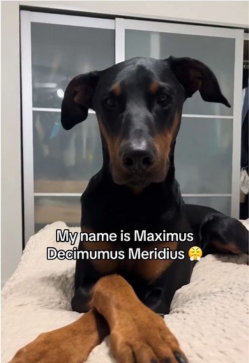 Dog Humor: Meet Maximus and Jeff