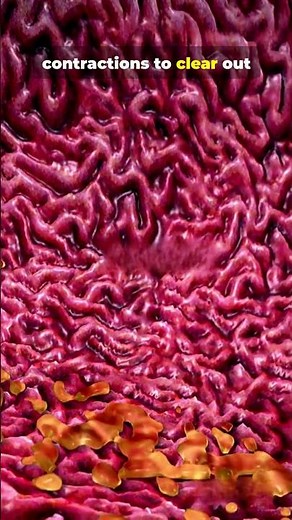 Why Your Stomach Growls | 3D Human Body Animation 👀