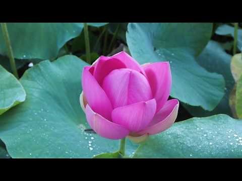 蓮の花が開く瞬間！