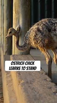 Baby ostrich chick learns to stand 🥹 #wildlife #naturepbs #ostrich #bird #stem