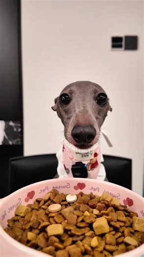 Dog Eating Food Mukbang ASMR — Cute Dog Mukbang Video
