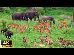4K African Wildlife 🐘 Mamili National Park, Namibia - Scenic Wildlife Film With African Music