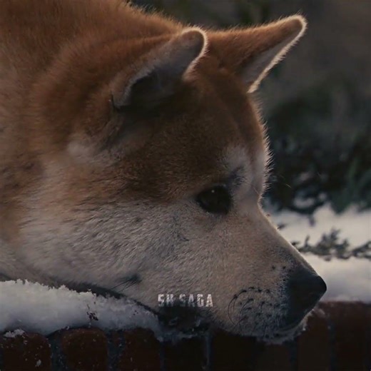 Hachi Waited... But He Never Came Back | Saddest Hachiko Scene