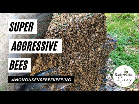 Most Aggressive Bees - Super Aggressive Bees - Why Are My Bees Aggressive