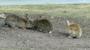 Dozens of rabbits found dead, animal advocates suspect poison