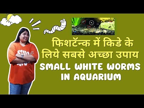 Small white worms in aquarium | Blessings Aquarium