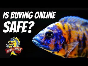 Best Tips For Buying Aquarium Fish Online, Tank Talk Podcast Episode 4