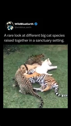 WildBlueEarth on Instagram: "Seeing different species of big cats—like a lion and a tiger—living together in a sanctuary is a rare phenomenon made possible by “social bonding windows.” In the wild, these apex predators are competitors, separated by geography and distinct biological behaviors. However, when raised together from a very young age, their brains undergo “social imprinting.” During this critical developmental period, the oxytocin-driven bonding process overrides their natural territor