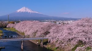 Mount Fuji's Serene Backdrop: Unveiling Shizuoka's Charm