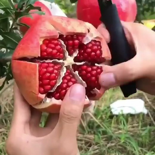 So this is how you cut pomegranate 🤩#foryou #fyp #foodie #foryopage | pomegranate