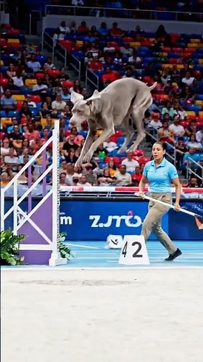 Weimaraner Long Jump