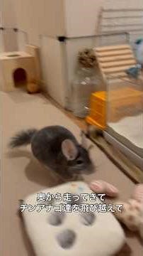 朝のチンチラ部屋んぽ 先頭を走りたいチンチラ＃chinchilla＃チンチラ＃shorts