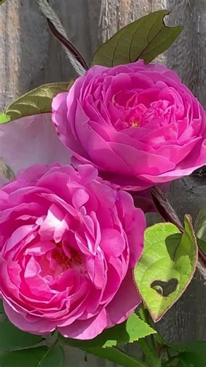 Louise Odier Rose