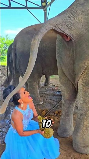Girl Catches Elephant Poop – The Shocking Truth! #facts #shocking
