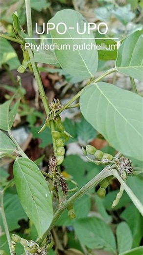 EXPLORE UPO-UPO (Phyllodium pulchellum) #explore #upoupo #shorts #nature #legumes #plants