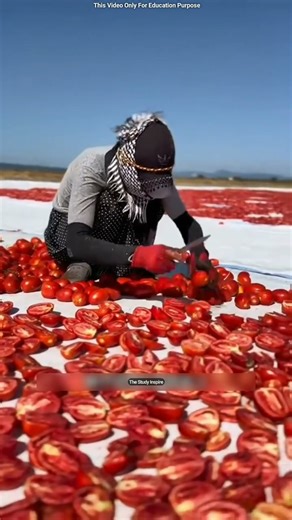 China's Genius Trick to Save Tons of Fresh Tomato! 🍅 😳 #shortsvideo