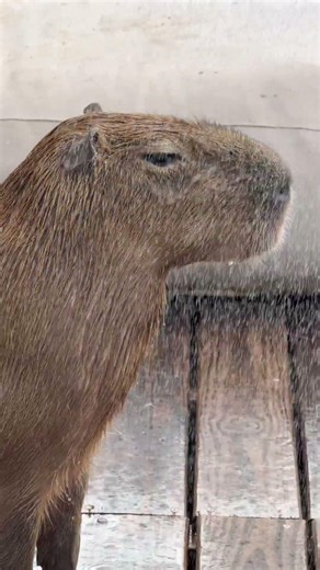 How Many Ear Wiggles Can You Count?