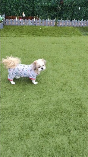 Wee Roxy OBEYING My Whistling Command👌🐶 #mazzasshorts #shorts #viral #shihtzu #funnydogs #dog #pets