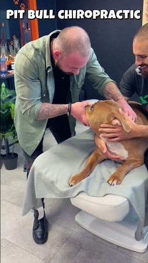Pitbull Gets Deep Chiropractic Adjustment! 😱 Big Cracks & Relaxed Reaction #DogChiropractic #Pitbull