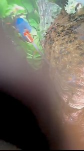 1.4M views · 5.8K reactions | Clearing the way for safer adventures. . . #honey #bee #honeybee #ForestHoneyHarvest #BeeKeepingAdventures #WildBeeHoney #Nature'sGold #EcoFriendlyHarvesting | Way of Nature | Facebook