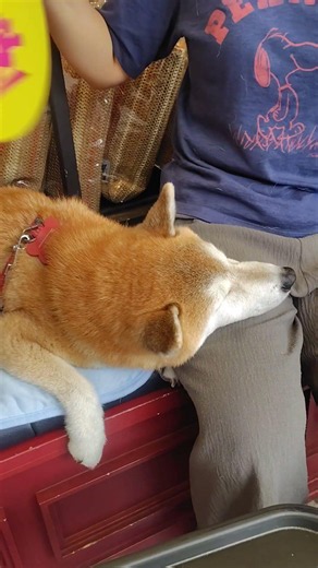うなぎ柴犬 ＃うなぎ＃柴犬＃赤柴＃茶柴＃カフェ＃ #こむぎ #shibainu #癒し ＃unagi＃蒲焼き