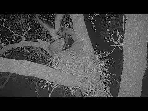 Great Horned Owl knocks a Bald Eagle off its nest!!