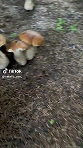 248K views · 9.5K reactions | Automne 2022 Boletus edulis Chacun sa méthode de prélèvement donc les adeptes du couteau merci de respecter les autres surtout que couper ne sert absolument à rien  | Cueillette des champignons | Facebook