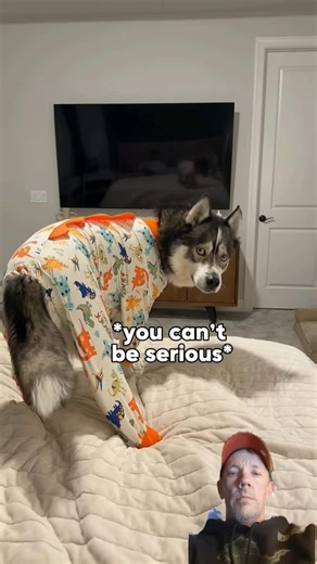 Husky Dog Throws Temper Tantrum #short #dog #pets