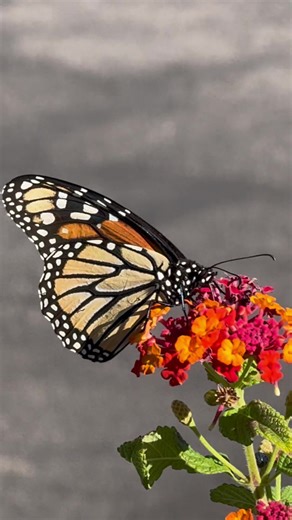 #butterfly #butterflies Five interesting facts about monarch butterflies are that they are toxic to predators after eating milkweed, their migration can span 3,000 miles, only the final generation of the year makes the long migration south, they can smell flowers with their antennae, and their chrysalis is decorated with what look like gold spots. #insects #monarchbutterfly #butterflyeffect 🦋