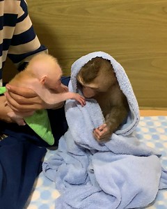 All adorable baby monkey wait mom clean and wear urine pants than play happy with mom . . . #jenniferlopez #alexandradaddario #AngelinaJolie #MeganFox #margotrobbie #chrisevans #ChristianBale #AnneHathway #ScarlettJohansson #elizabetholsen #JenniferLopez #JenniferAniston #JenniferLawrence #priyankachopra #KristenStewart #HaileeSteinfeld #wonderwoman #DC #mcu #MeganFox #kimkardashian #kendalljenner #monkeylove #monkeybaby #adorable #adorablemonkey #babyanimal #monkeysmart #reelsfypシ #reel | The F