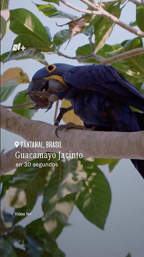 Por el Planeta | Conoce al Guacamayo Jacinto, el psitácido más grande del mundo - N+ #shorts