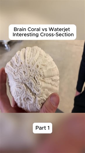 Brain Coral vs Waterjet Interesting Cross-Section #cutting #science #technology