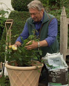 his is the 'Tottering by Gently' rose, with a delicate pale yellow flower 🌹💛 Plant it with the compost just above the rootstock to give it a strong start! #gardeningtips #ContainerGardening #RosesInPots #GardeningForBeginners | Gardening With Alan Titchmarsh