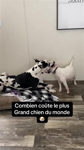 Combien coûte réellement le dog allemand ? Le plus grand chien du monde ! 🐶 #chiot #chien #dogallemand
