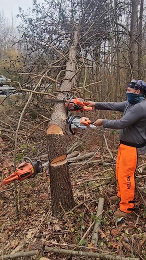 1.7M views · 10K reactions | #fbreelsfypシ゚viralfbreelsfypシ゚viral #reelsviralシfb #humor #fypシ゚viralシ #trees #firstdayatwork | Chele Jandres | Facebook